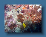 Helengeli 311